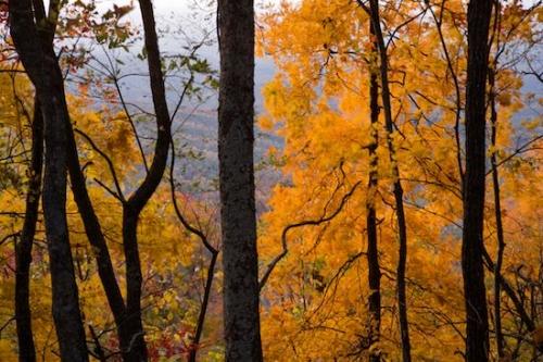 Brown;Timberland;Tree Trunk;Trunk;Bark;Foliage;Vein;Woodlands;Tree;Timber;Georgia;Trees;Chattahoochee National Forest;Branches;Branch;Leaf;Yellow;Autumn;Plant;Herbaceous;Leafy;Wood;Woodland;Fall;Forest;Leaves;Woods